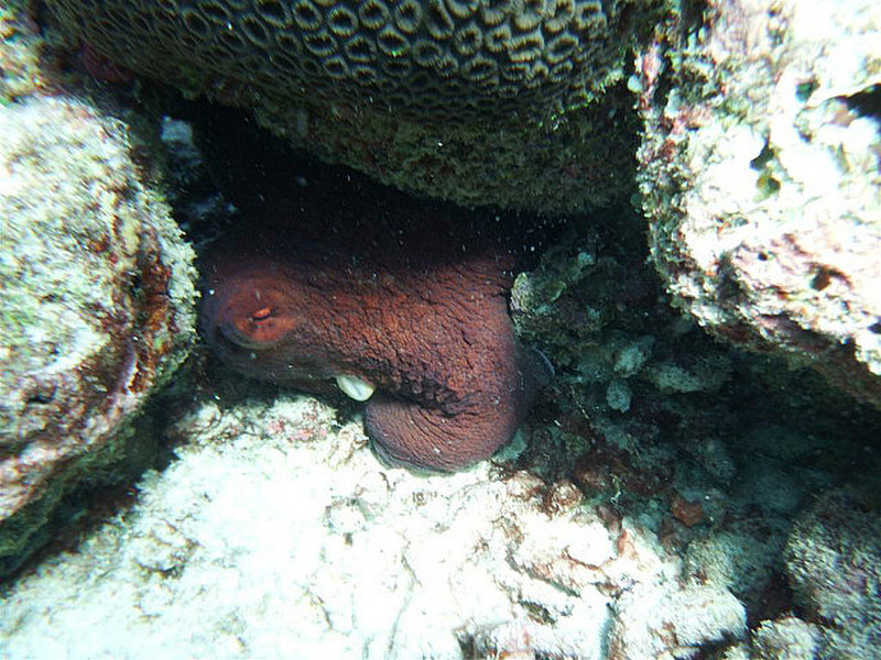 Octopus hiding under rock