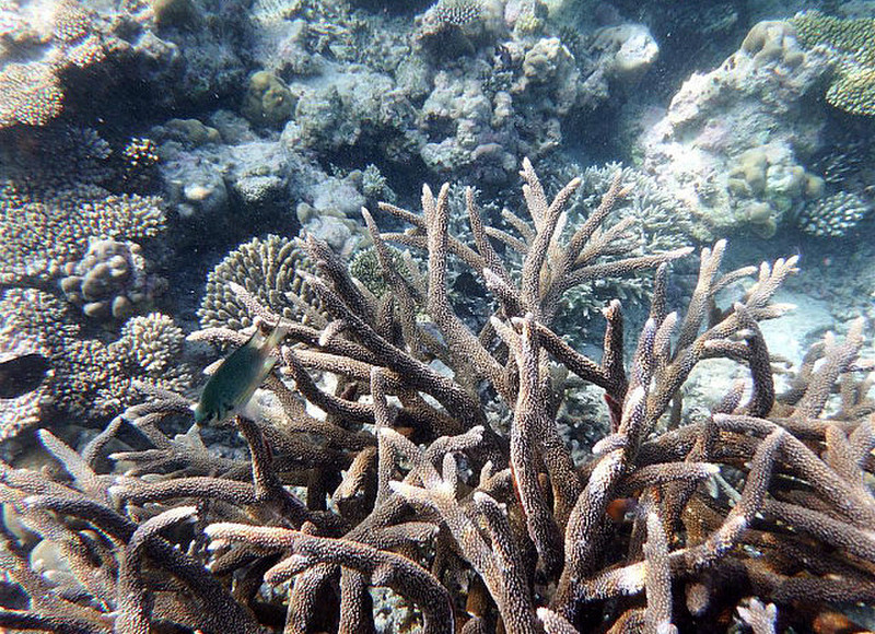 Stag horn coral