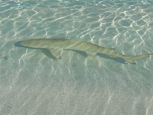 Small reef shark on edge of beach