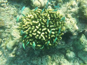 Fish hide in coral if threatened