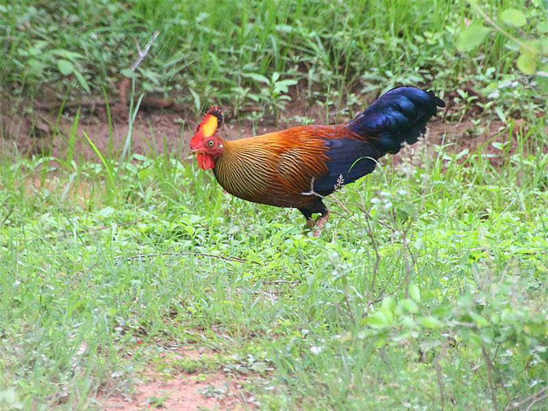 Ceylon Jungle Fowl - National bird