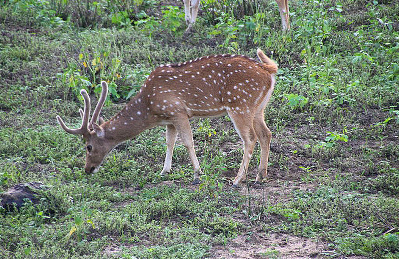 Spotted deer - thousands in Yala