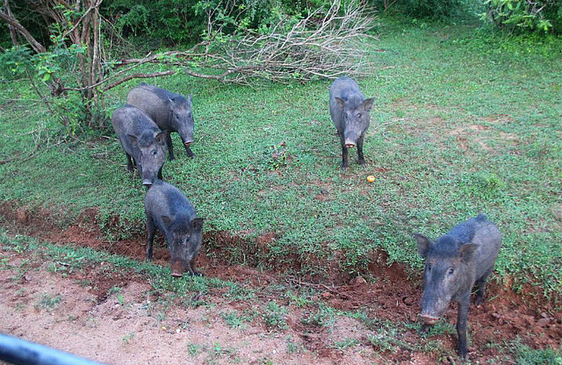 Wild boar - common too in Yala