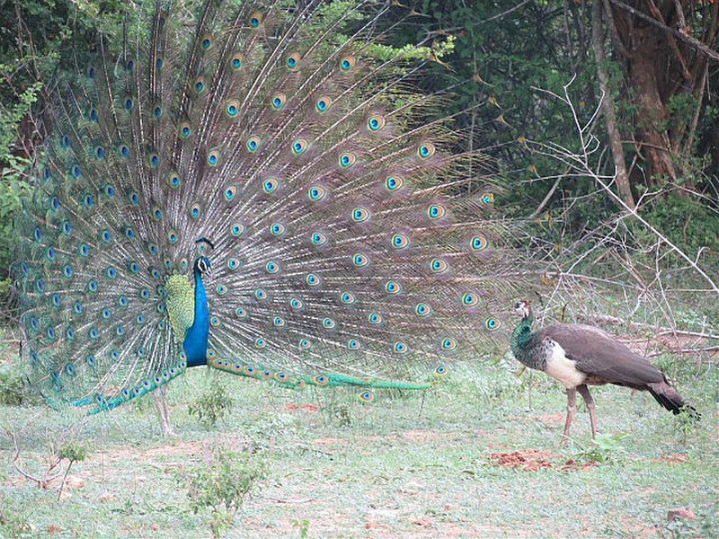 Peacock &#39;dancing&#39;, Peahen inspecting