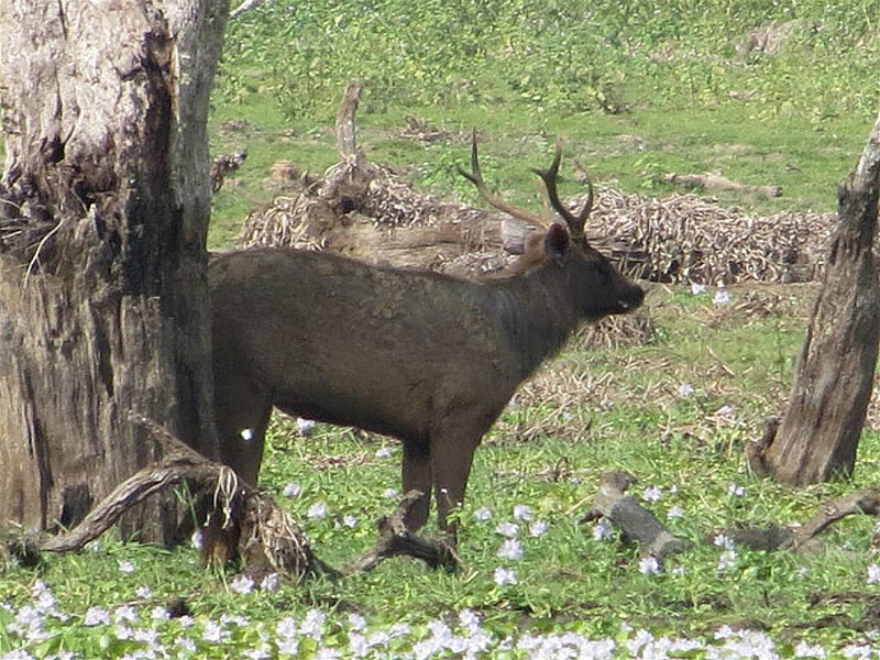 Sambar deer, more difficult to spot