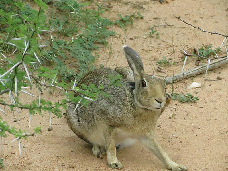 Asiatic hare