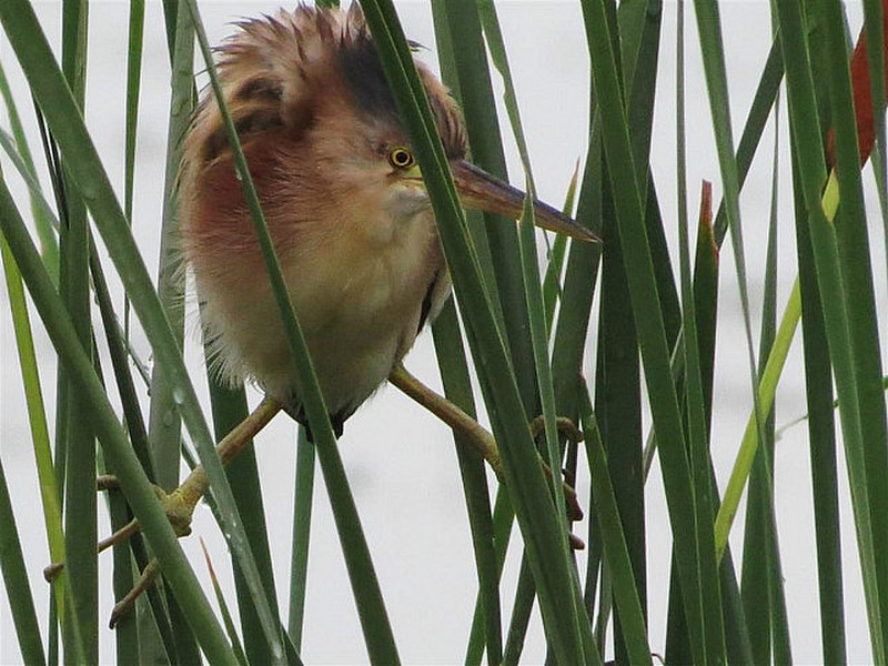 Yellow Bittern - Holding on in favorite position.