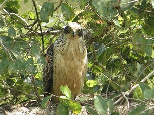 Juvenile Crested Hawk Eagle