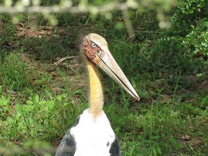 Adjutant stork - strange appearance