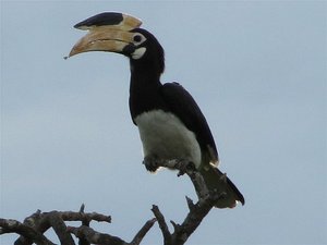 Malabar Pied Hornbill - Why develop this?