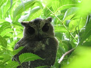 Adult collared Scops Owl