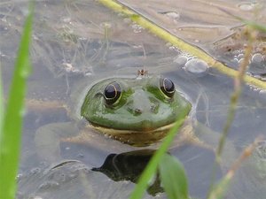 Frog in tank