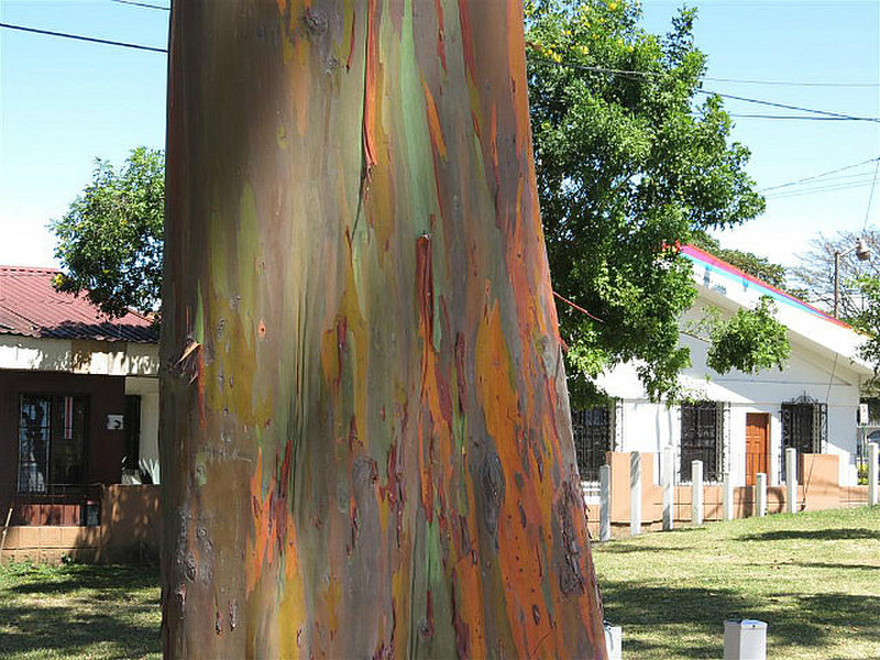 Naturally multi-coloured tree by Art Museum