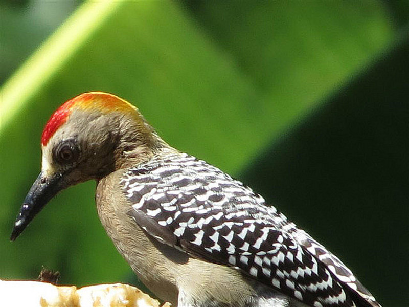 Hoffmans Woodpecker