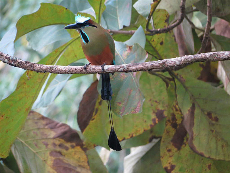 Turquoise browed Mot-Mot bird