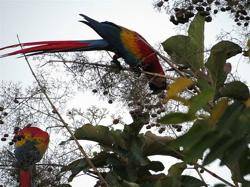 More Macaws
