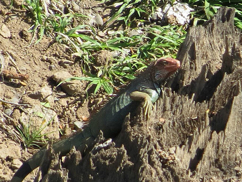 Different Iguana on river bank