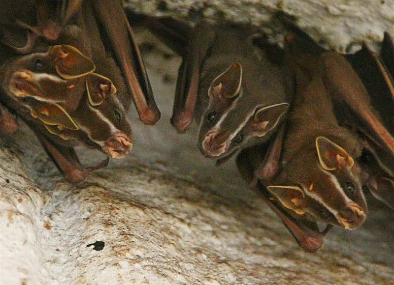 Part of the bat colony
