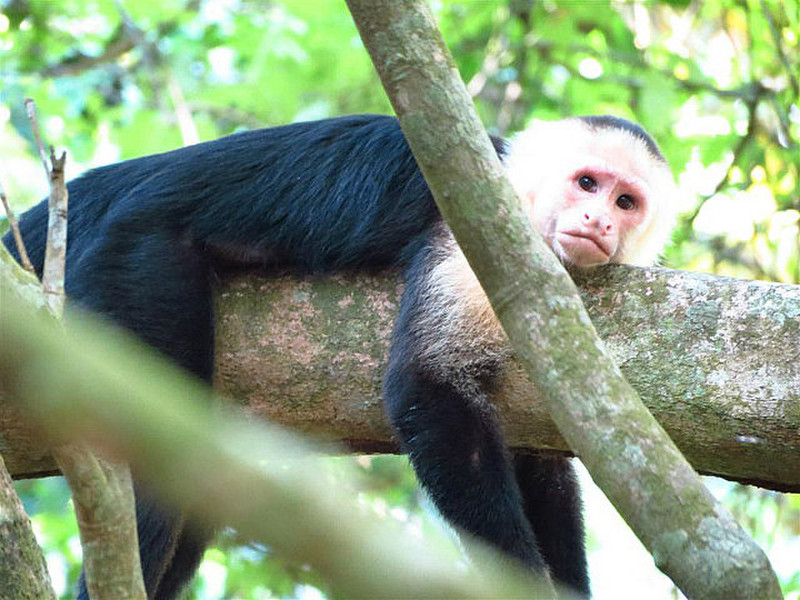 Unhappy Capuchin Monkey -Life is tough!
