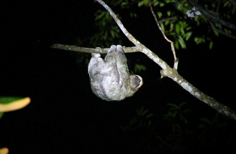 Two-toed Sloth at Night