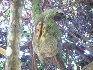 Three-toed Male Sloth -back markings signal gender