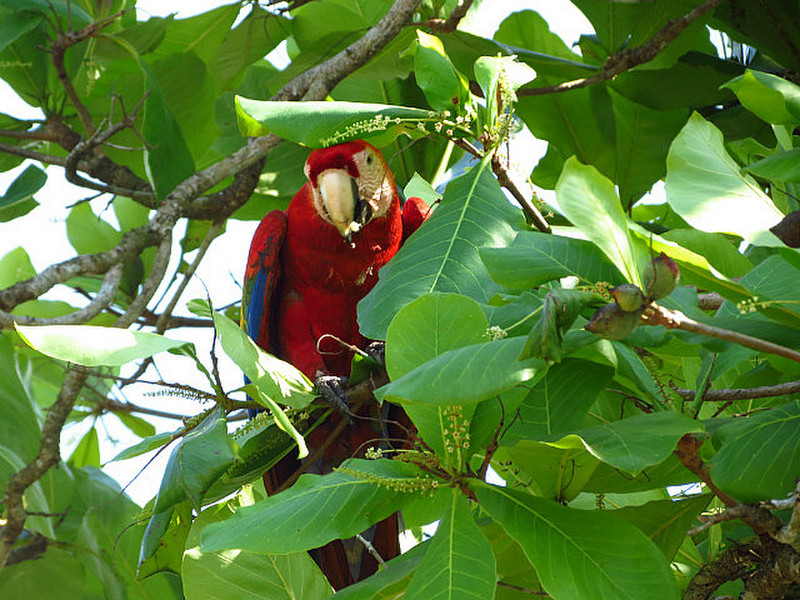 Lots of Scarlet Macaws in Sierpe