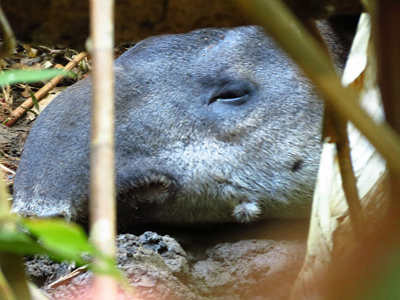 Tapir dozing during day.