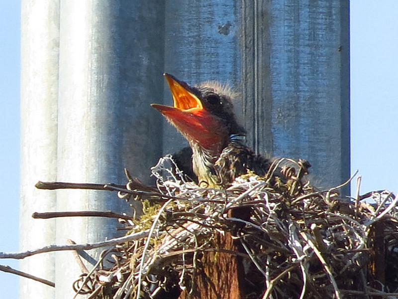 Kiskadee nest with 2 young.