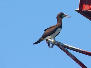A Brown Booby