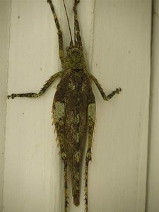 On door, about 7 inches long.