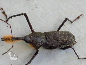 Interesting beetle, with bottle brush proboscis