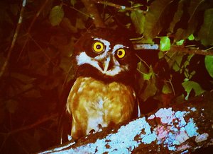 The Spectacled Owl outside our bedroom