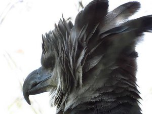 Harpy Eagle in Rescur centre