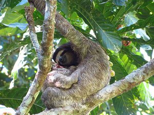 Another 3 toed Sloth, mother &amp; baby