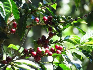 Coffee berries on bush.