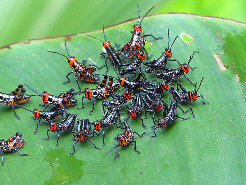 Hatch of grasshoppers