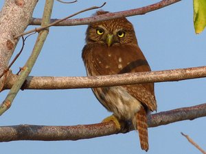 Ferruginous Pygmy Owl sitting out in day