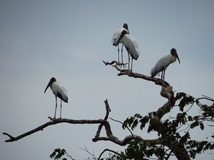 Wood storks at wetland, which was almost dry!