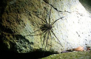 Fish Eating Spider