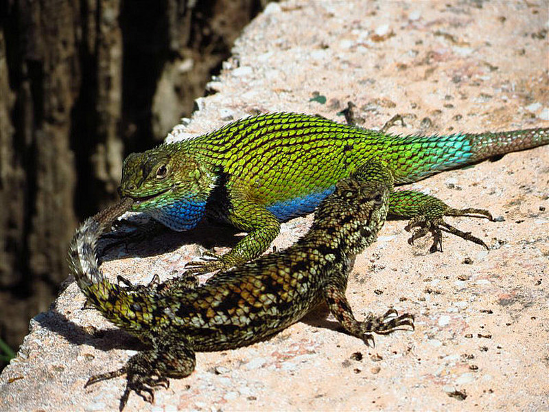 We thought the end was in sight for this lizard 