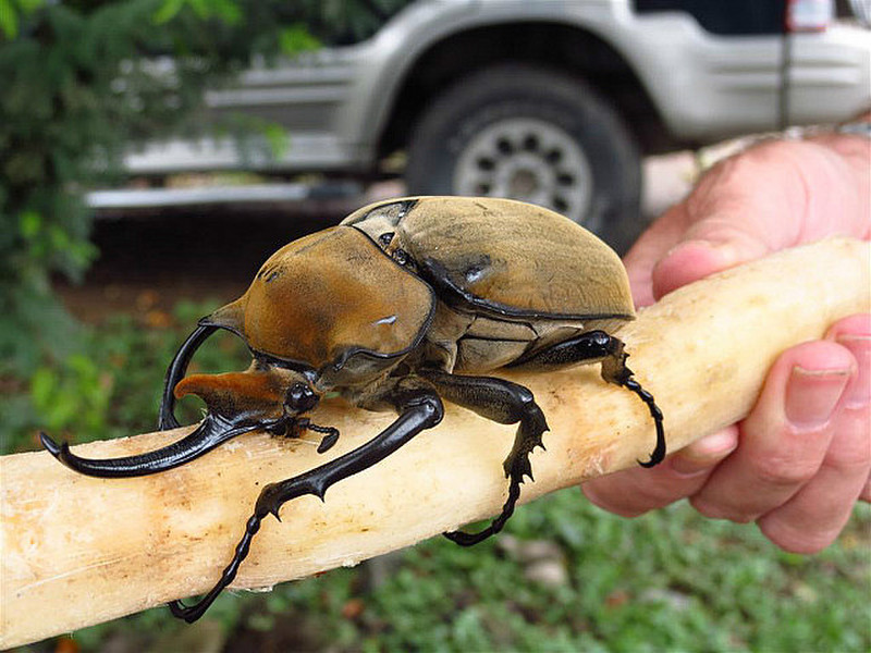 Rhinoceros beetle on sugar cane + Jim&#39;s hand