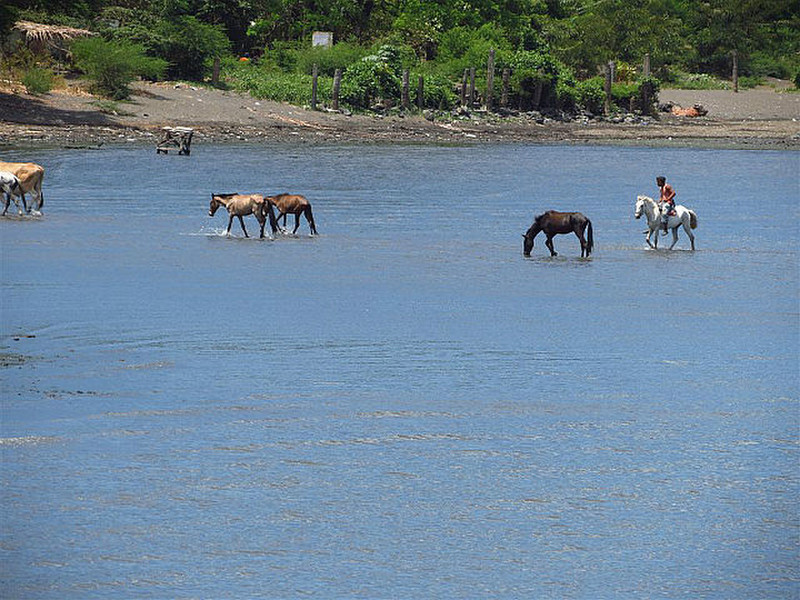 Taking horses for water