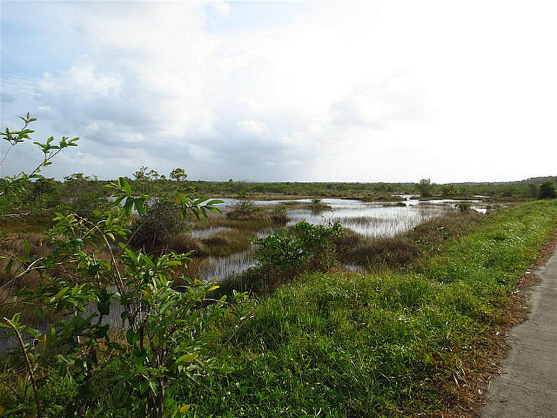 Swamp near Pearl Lagoon