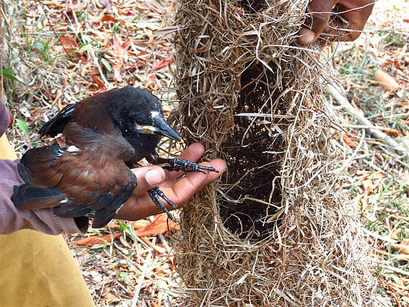 Oropendula chick rescued and put back in nest