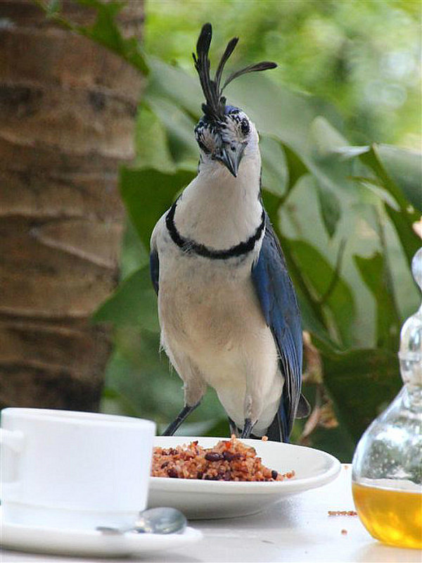 Magpie Jay came to breakfast
