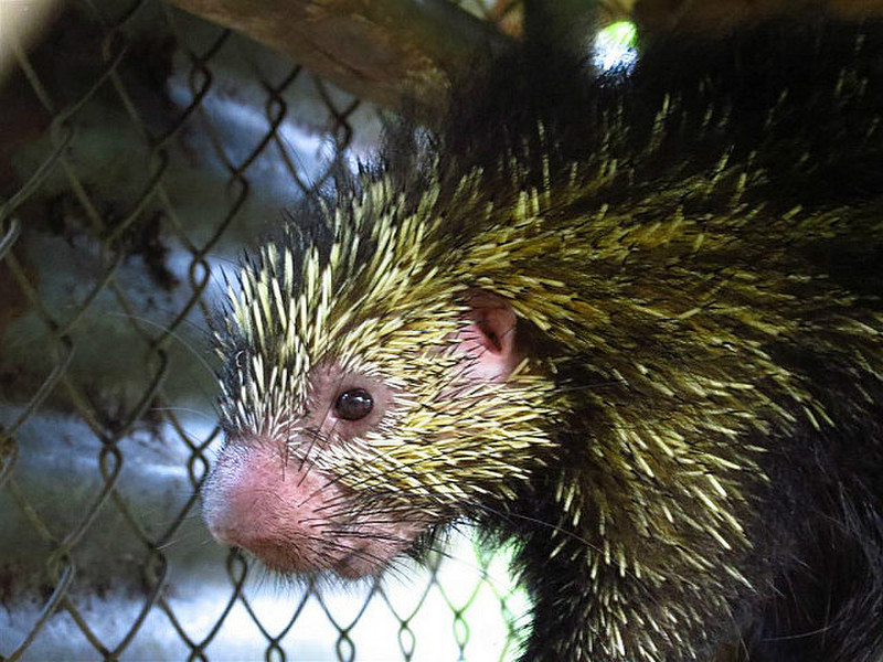 Rescued porcupine, with acid green spines.