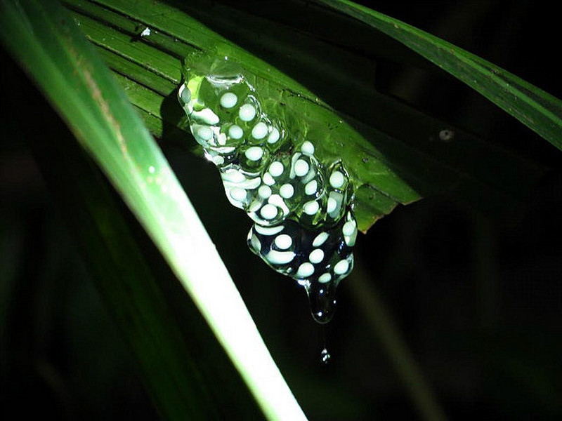 Red-eyed frog eggs