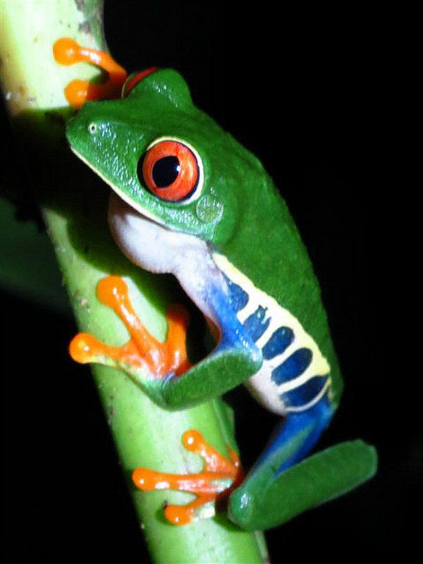 Another red-eyed frog.