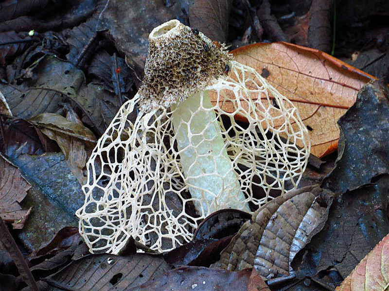 Interesting fungus, quite rare