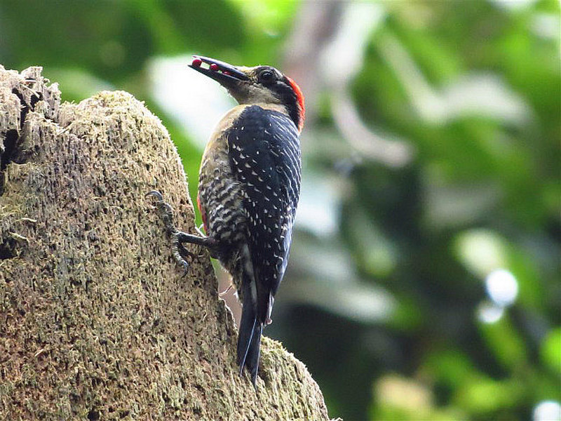Woodpecker parent delivering food to young